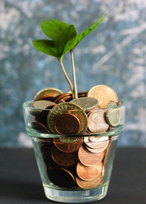 green plant in clear glass vase